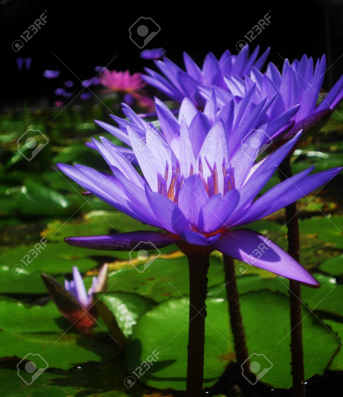 池に Gree 葉に対して美しい紫睡蓮 蓮 の写真素材 画像素材 Image