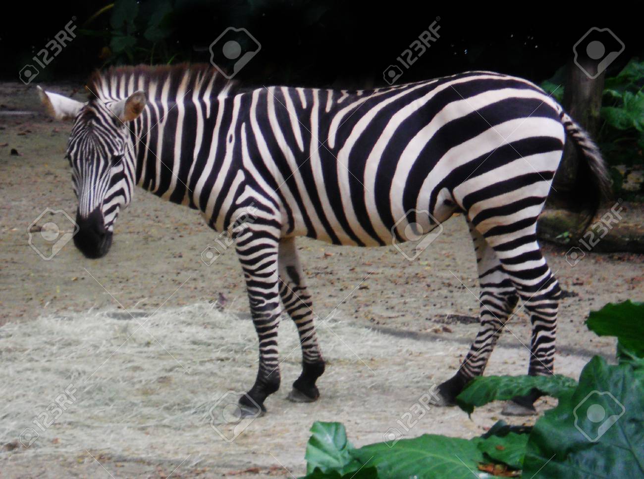 Zebra (Singapore Zoo) Stock Photo, Picture and Royalty Free Image. Image  69892412.