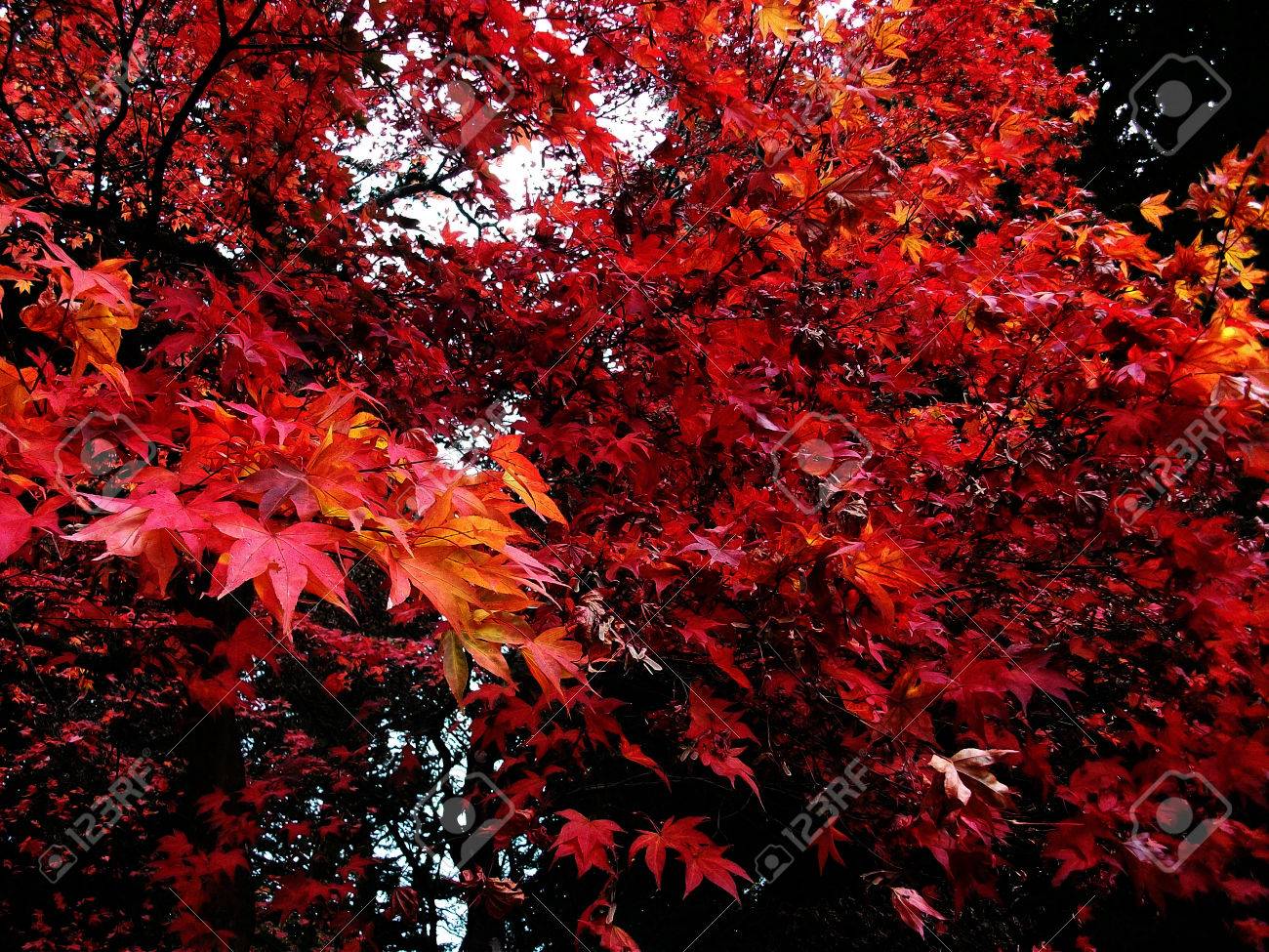 Dark Red Maple Leaves In Fall Autumn Stock Photo Picture And Royalty Free Image Image 68253620