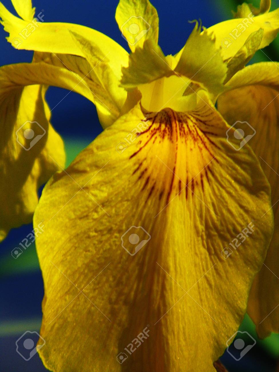 etiam-dictum-ipsum-a-felis