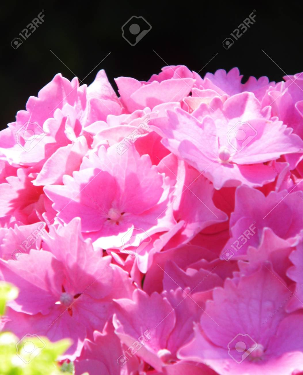 ピンクのアジサイの花は 英国で成長し 初夏 の写真素材 画像素材 Image