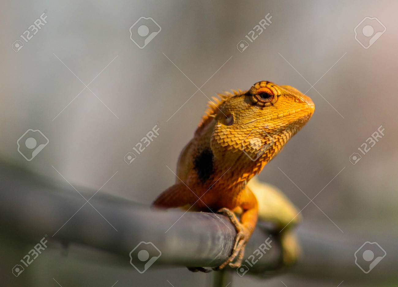 etiam-dictum-ipsum-a-felis