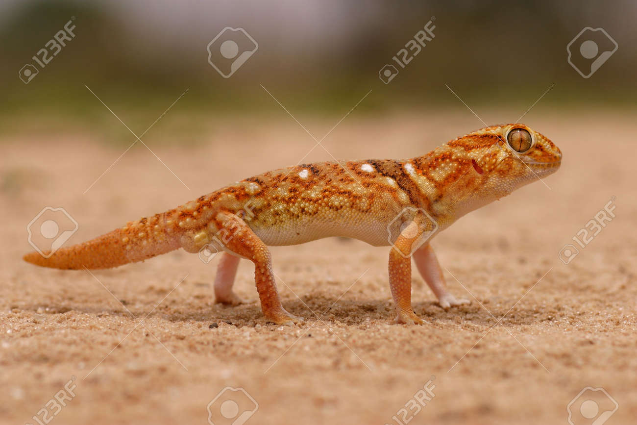 giant ground gecko in