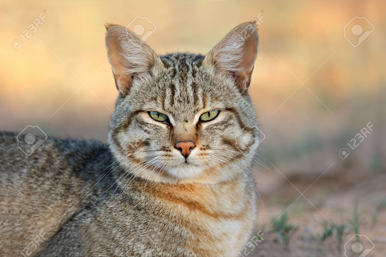 Chat Sauvage Afrique Du Sud Get Images
