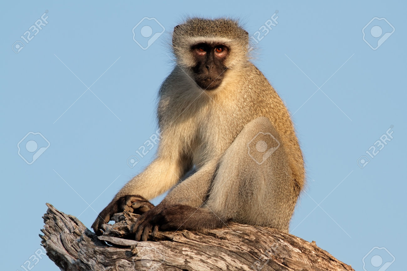 Vervet Mono (Cercopithecus Aethiops) Sentado En Un Árbol, Sudáfrica Fotos,  retratos, imágenes y fotografía de archivo libres de derecho. Image 14655109