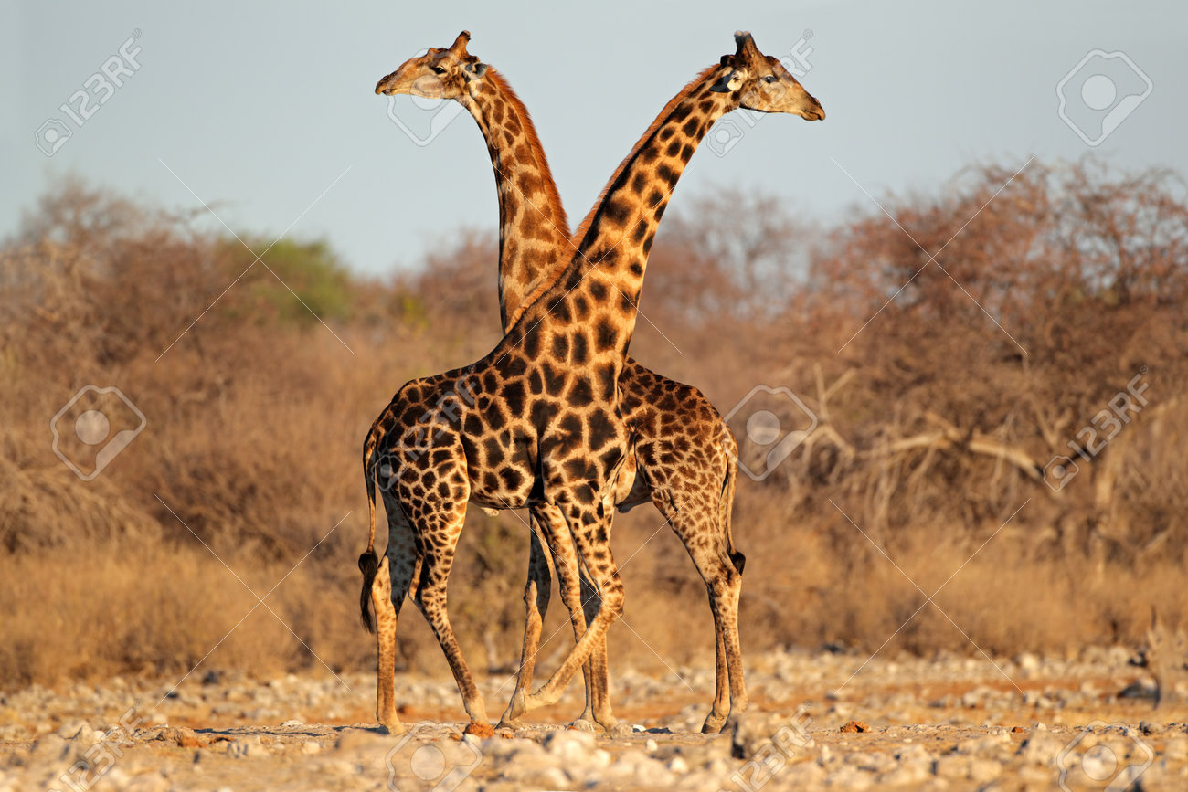 Two giraffe bulls (Giraffa camelopardalis), Etosha National Park, Namibia, southern Africa - 16559103 Two giraffe bulls (Giraffa camelopardalis), Etosha National Park, Namibia, southern Africa - 16559103