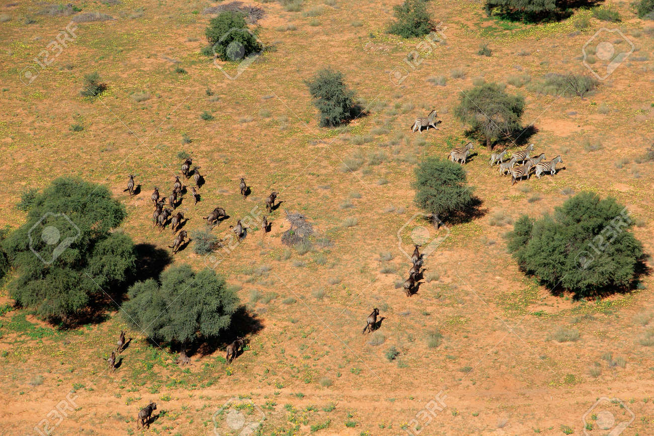 Aerial view of plains zebras (Equus quagga) and blue wildebeest (Connochaetes taurinus), South Africa - 16194586 Aerial view of plains zebras (Equus quagga) and blue wildebeest (Connochaetes taurinus), South Africa - 16194586
