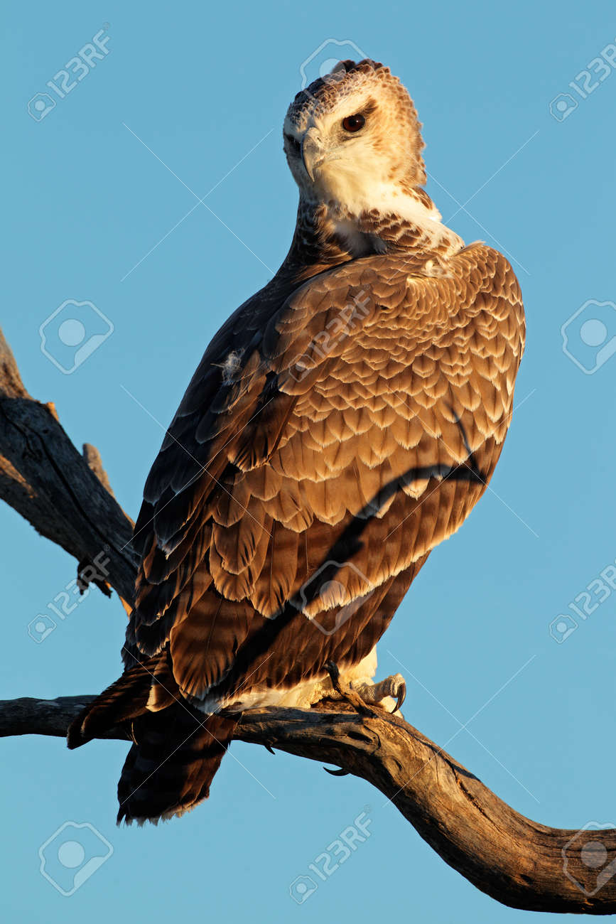 ユ*カ様 鷹 イーグル 鳥 猛禽類 残響 緑 原画 (2024年11月) ユ*カ様 鷹 イーグル 鳥 猛禽類 残響 緑 原画 (2024年11月)