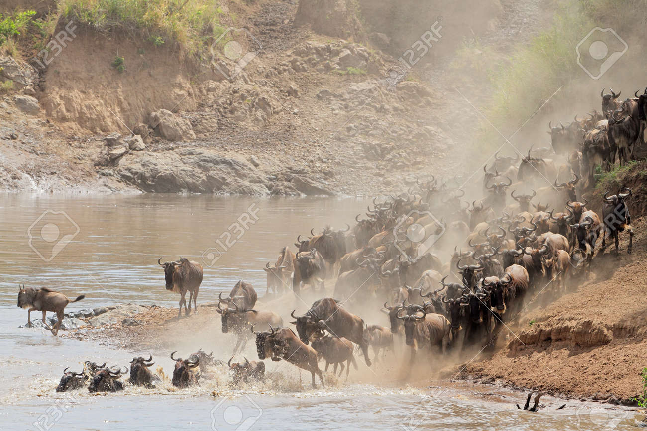 Migratory blue wildebeest - Connochaetes taurinus - crossing the Mara river, Masai Mara National Reserve, Kenya - 24276854 Migratory blue wildebeest - Connochaetes taurinus - crossing the Mara river, Masai Mara National Reserve, Kenya - 24276854