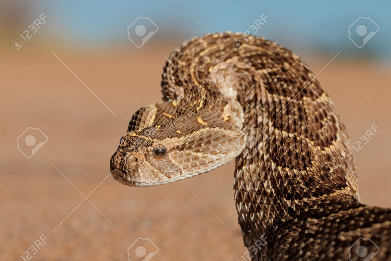 Portrait of a puff adder (Bitis arietans) in defensive position, southern Africa - 29224912 Portrait of a puff adder (Bitis arietans) in defensive position, southern Africa - 29224912