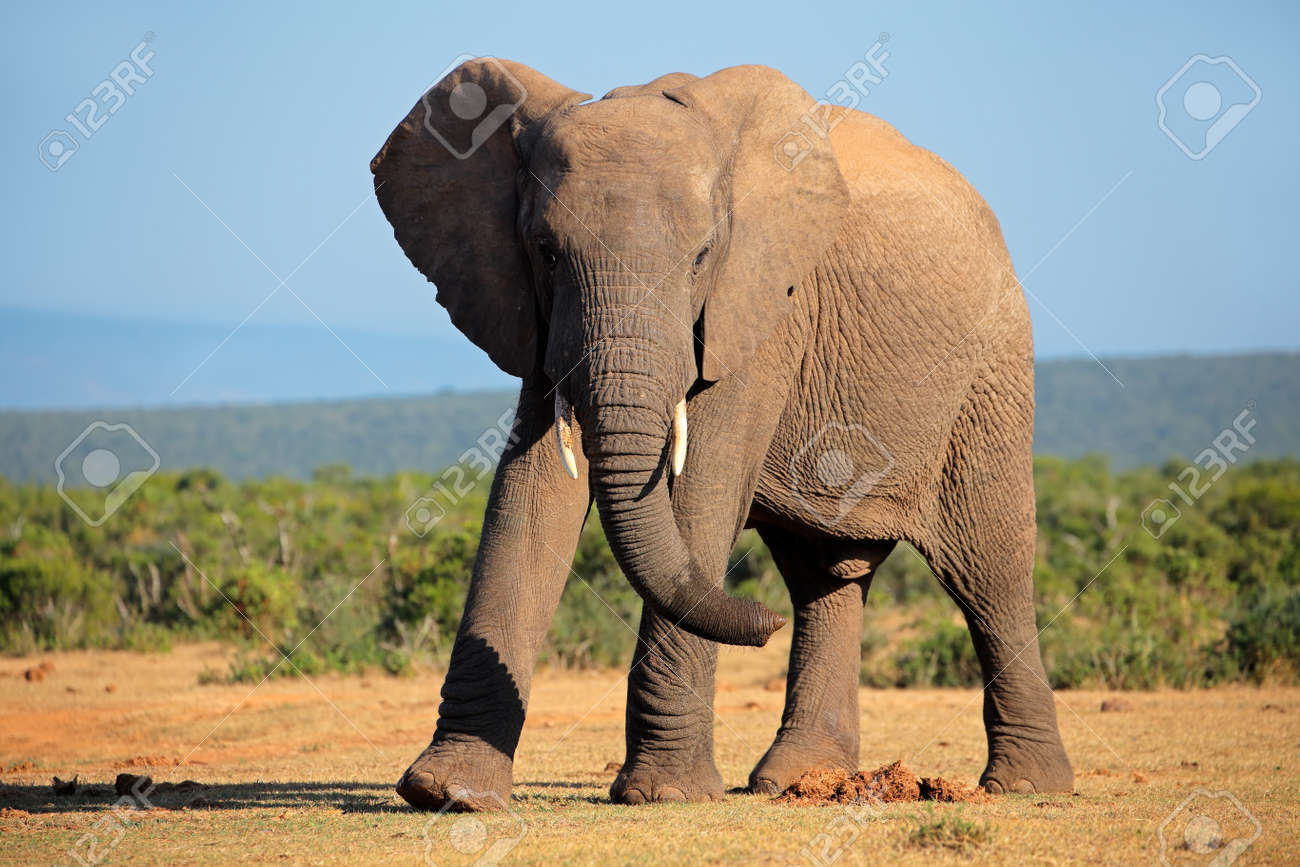 Large African Elephant Bull Loxodonta Africana South Africa Stock Photo Picture And Royalty Free Image Image 35543719 large african elephant bull loxodonta africana south africa stock photo picture and royalty free image image 35543719