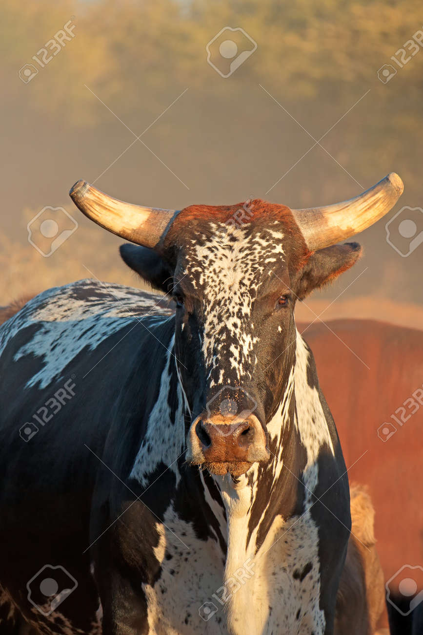 サンガ牛 ナミビア北部 南部アフリカ土着の牛品種 の写真素材 画像素材 Image 44037496
