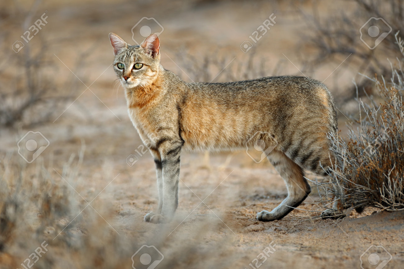 Un Chat Sauvage Africain Felis Silvestris Lybica Desert Du Kalahari Afrique Du Sud Banque D Images Et Photos Libres De Droits Image 4853