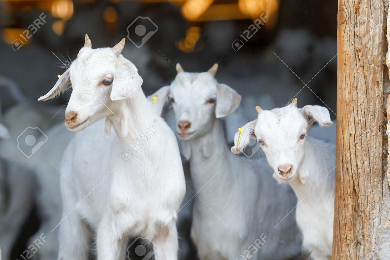 Breeding goats in a farm. Livestock exploitation in Spain. - 146882679 Breeding goats in a farm. Livestock exploitation in Spain. - 146882679