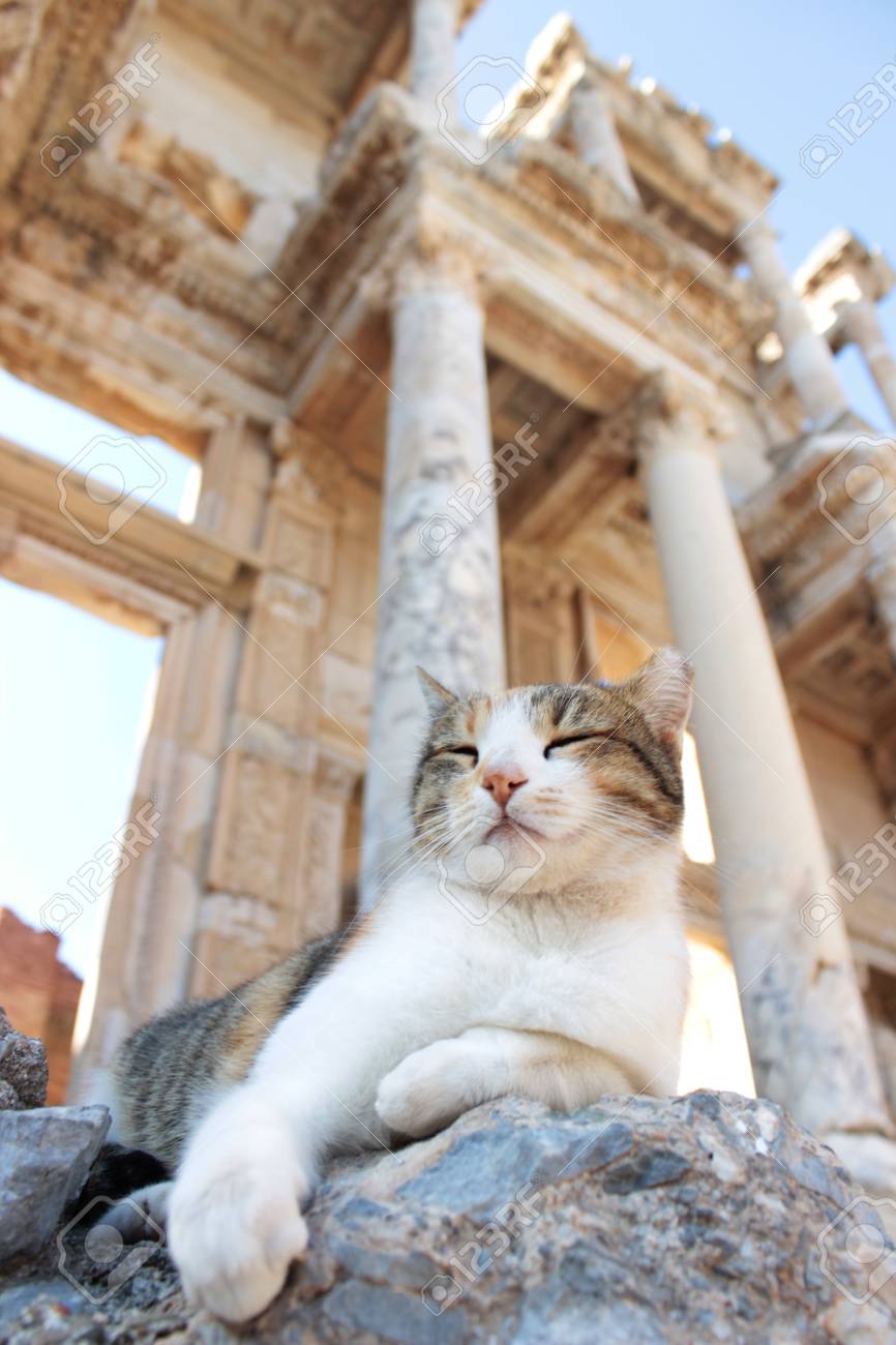etiam-dictum-ipsum-a-felis