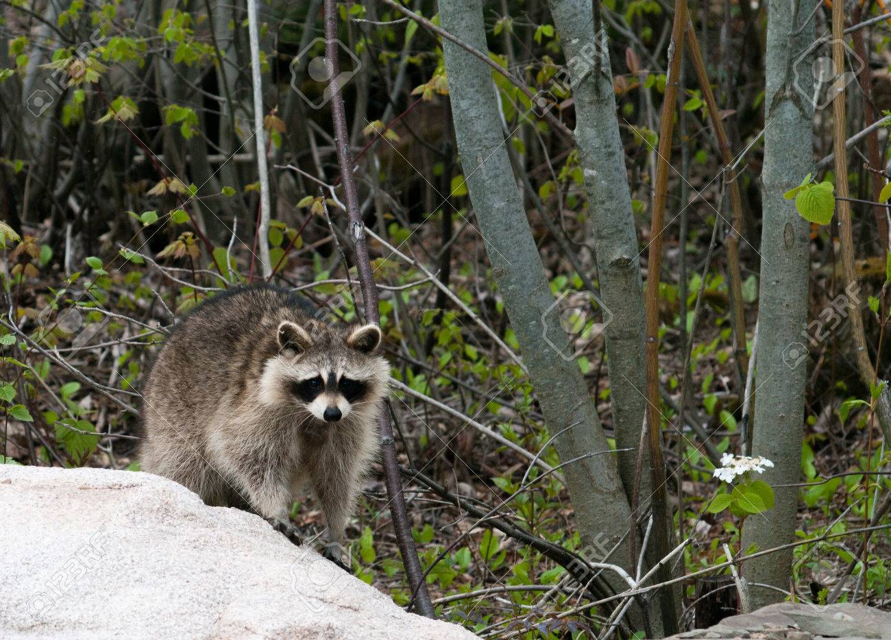 raccoon on rock facing the camera stock photo picture and royalty