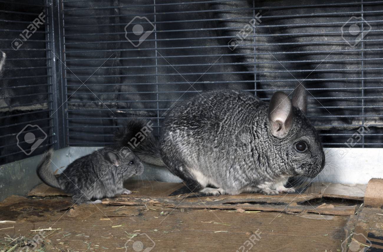 Bebe Mascota Chinchilla Con Mama Fotos Retratos Imagenes Y Fotografia De Archivo Libres De Derecho Image 6473