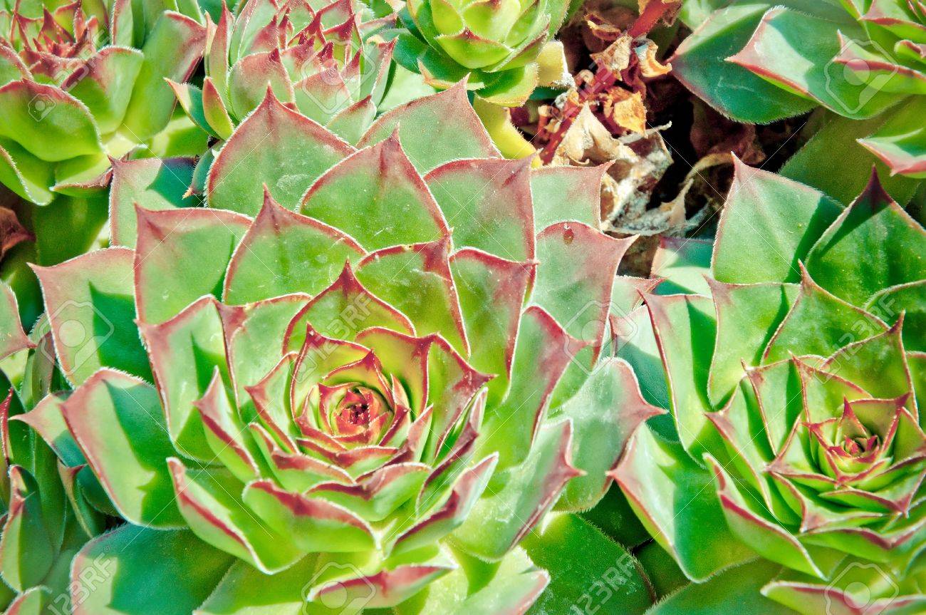 鶏とひよこやベンケイソウ科の多肉植物の花のクローズ アップ の写真素材 画像素材 Image