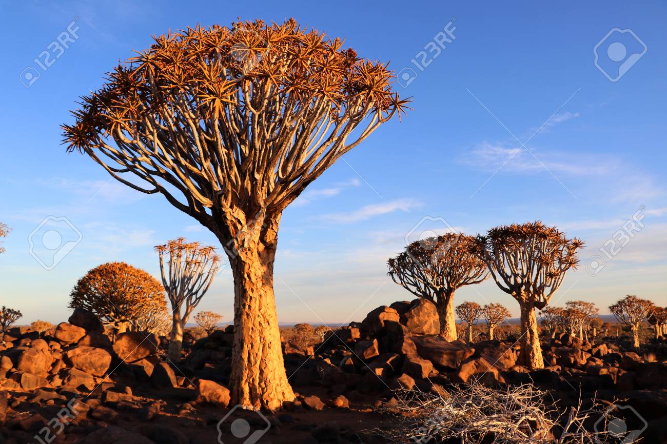 quiver tree forest namibia