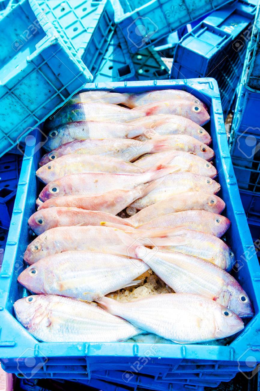 fish transportation