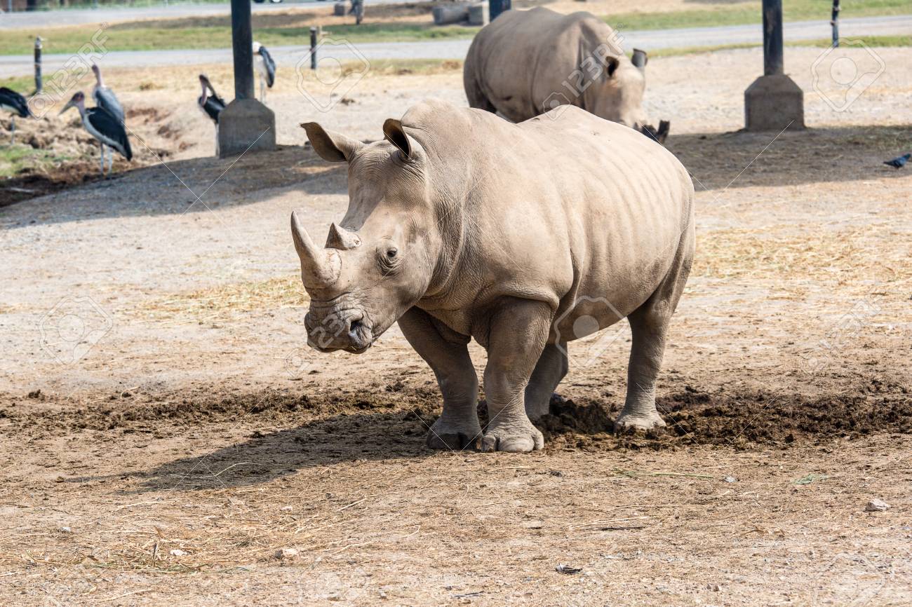 動物園でサイ の写真素材 画像素材 Image