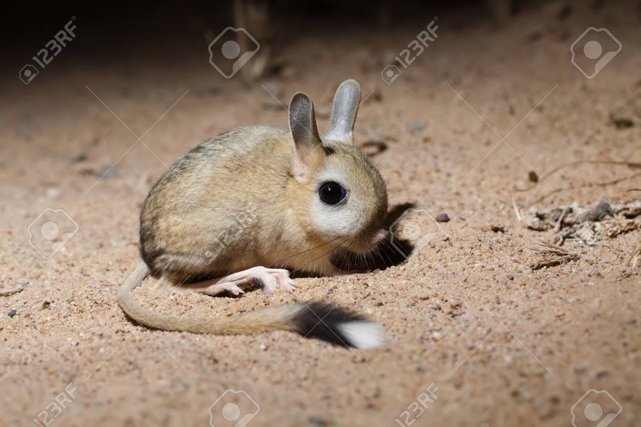 portrait of small five toed jerboa allactaga elater in desert