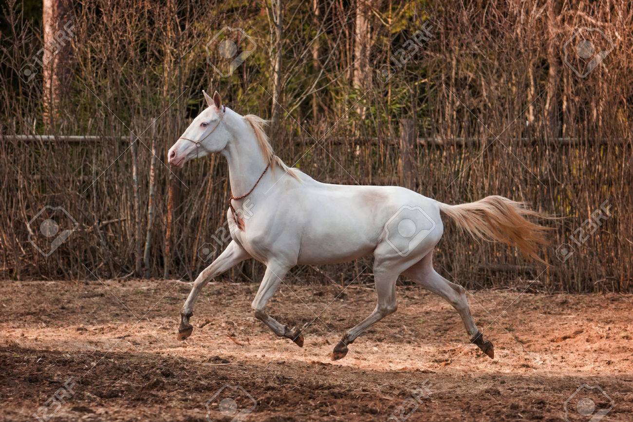To acquire Akhal Cremello teke pictures picture trends Buy Akhal Cremello teke pictures pictures trends