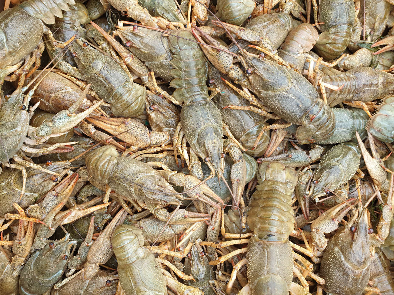 many live crawfish close-up, blank or texture - 157283258 many live crawfish close-up, blank or texture - 157283258