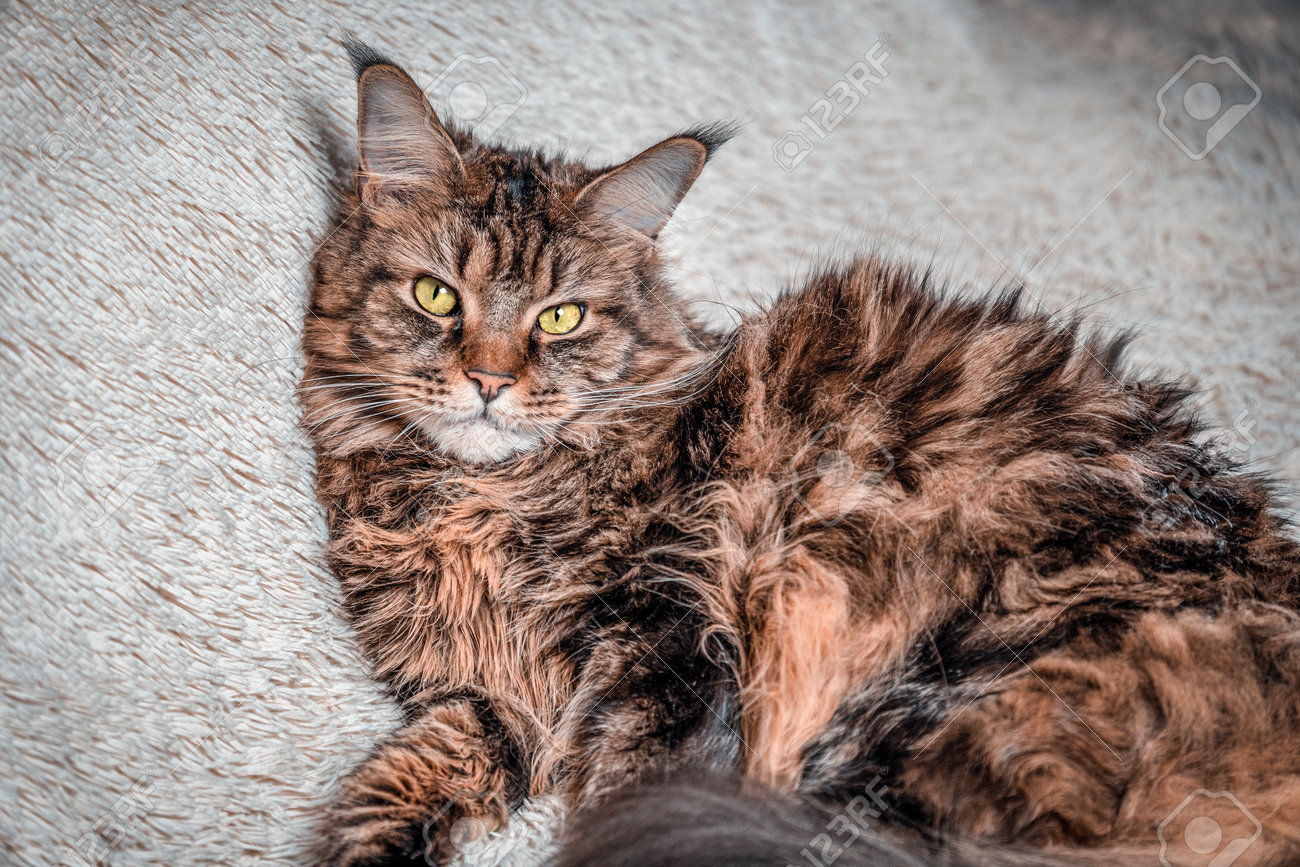 Maine coon portrait, beautiful cat on the couch - 164477900 Maine coon portrait, beautiful cat on the couch - 164477900