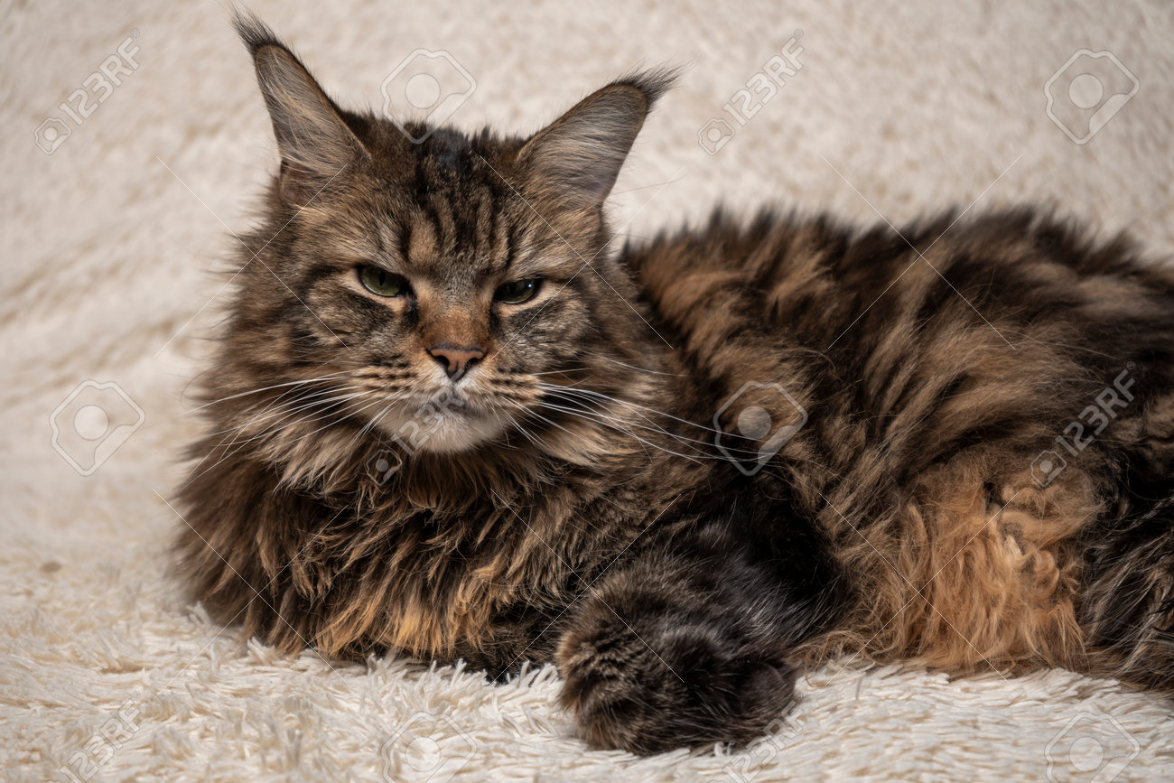 Beautiful cat on the couch, Maine coon portrait - 164732529 Beautiful cat on the couch, Maine coon portrait - 164732529