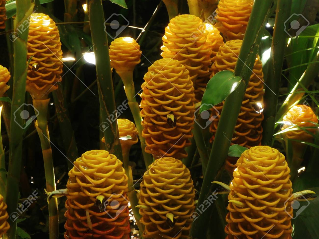 etiam-dictum-ipsum-a-felis