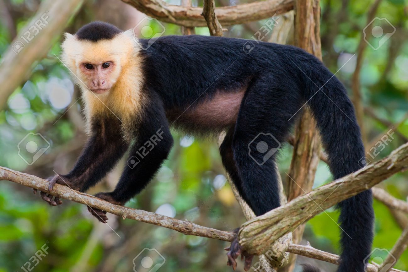 white faced capuchin monkey