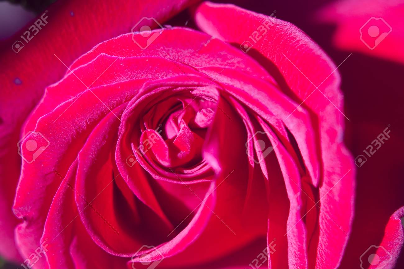 Bouquet De Jolies Fleurs Printanières Et Roses Rouges Dans Tas Dans Le Magasin De Fleuristes En Vente