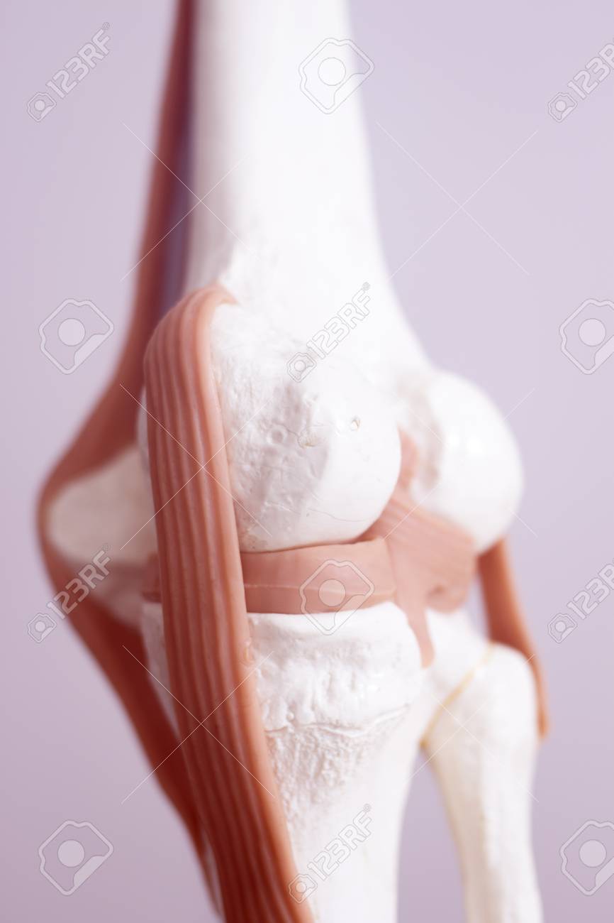 human knee joint meniscus medical teaching model showing bones knees ligaments and tendons