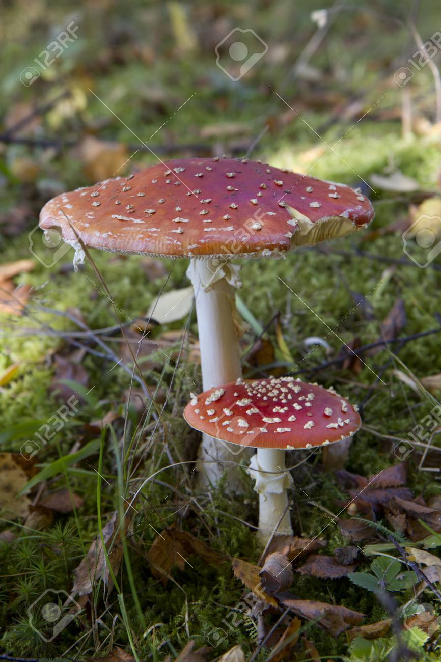 Hd Wallpapers Nature Portrait Mode