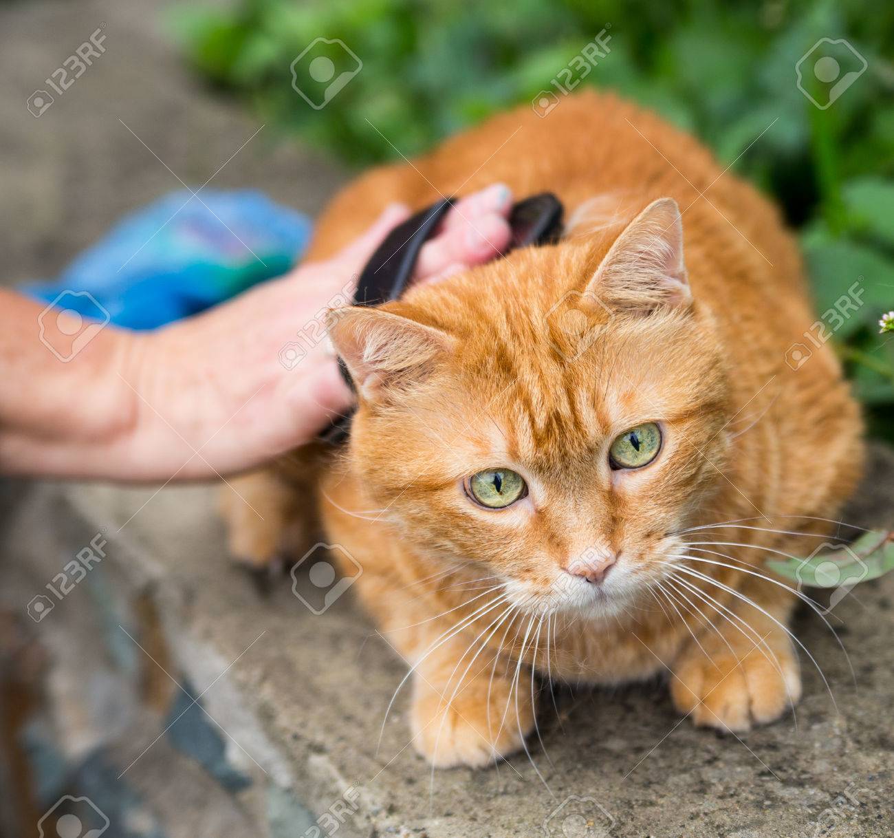 etiam-dictum-ipsum-a-felis