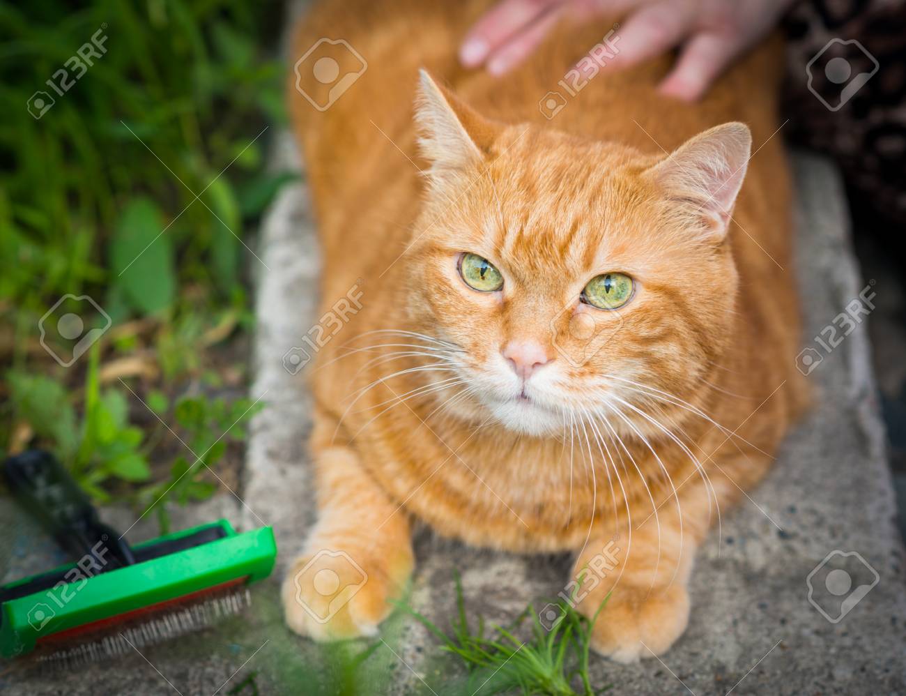 etiam-dictum-ipsum-a-felis