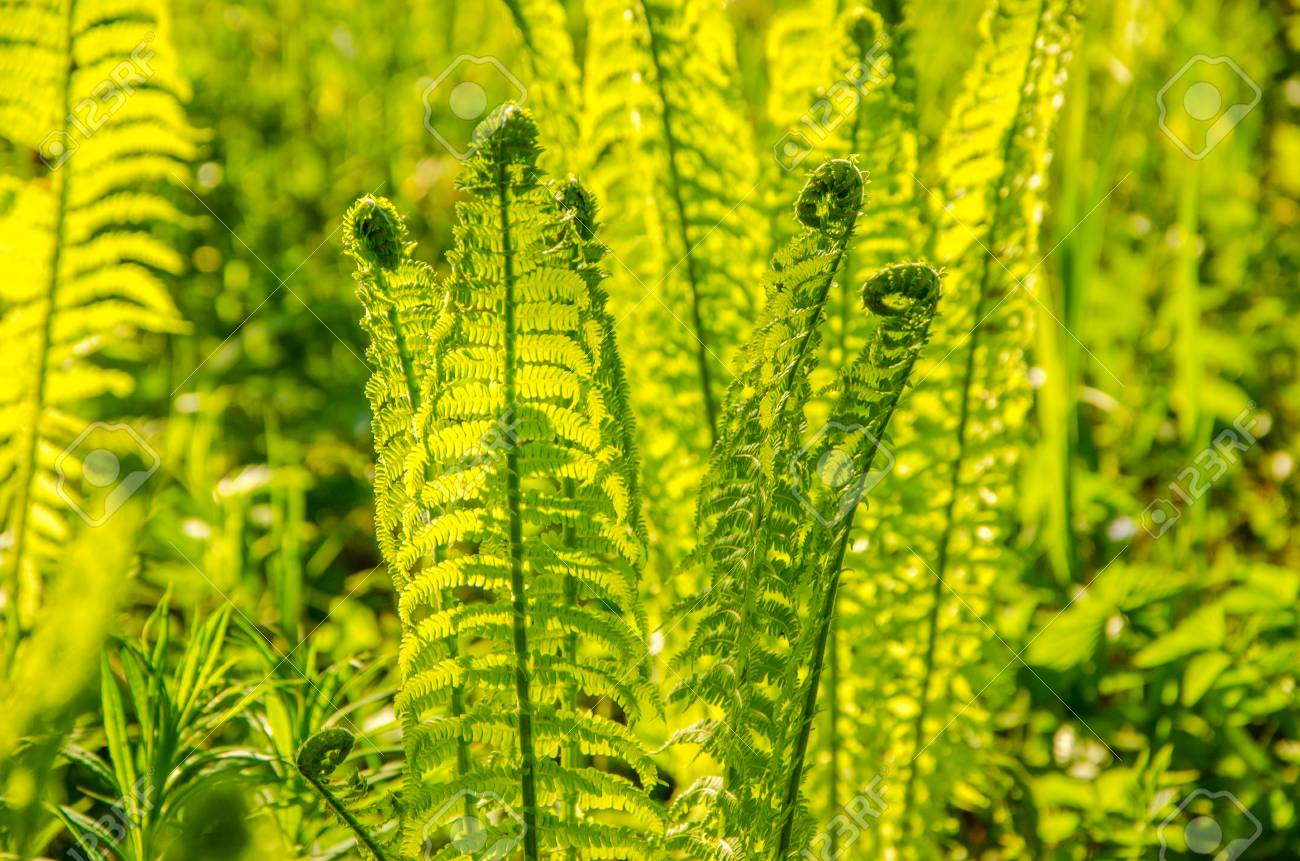 夏の風景 夏の森で育つシダ 太陽の光が植物を通過し 快適な日陰を提供します の写真素材 画像素材 Image