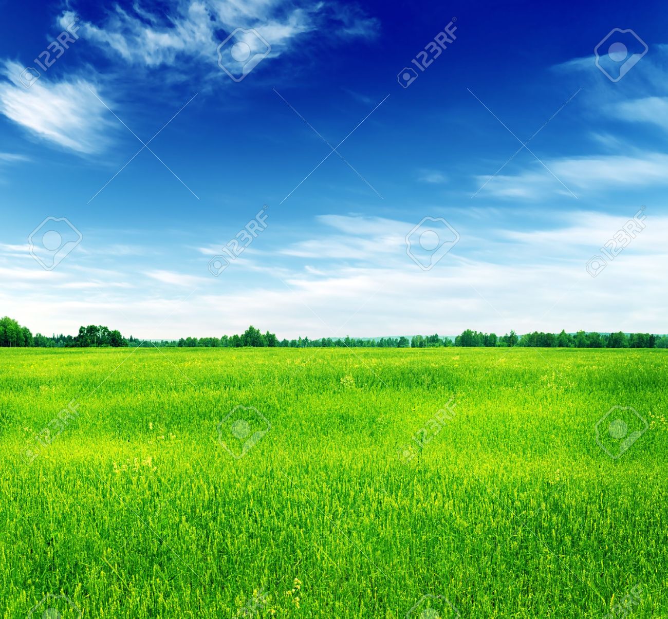 夏の風景 緑の芝生と青い空 の写真素材 画像素材 Image