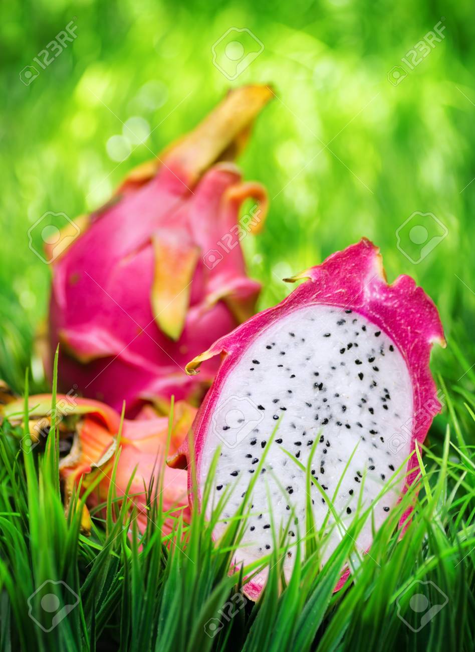 草 ドラゴン イメージポケモンコレクション