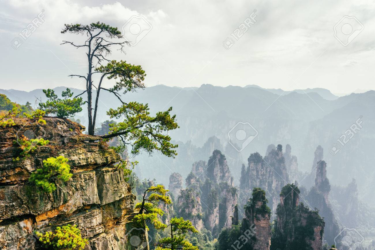 Gruner Baum Wachst Auf Dem Felsen Im Zhangjiajie National Forest Park China Scenic Naturliche Quarzsandstein Saulen Der Tianzi Berge Avatar Berge Sind Im Hintergrund Sichtbar Lizenzfreie Fotos Bilder Und Stock Fotografie Image