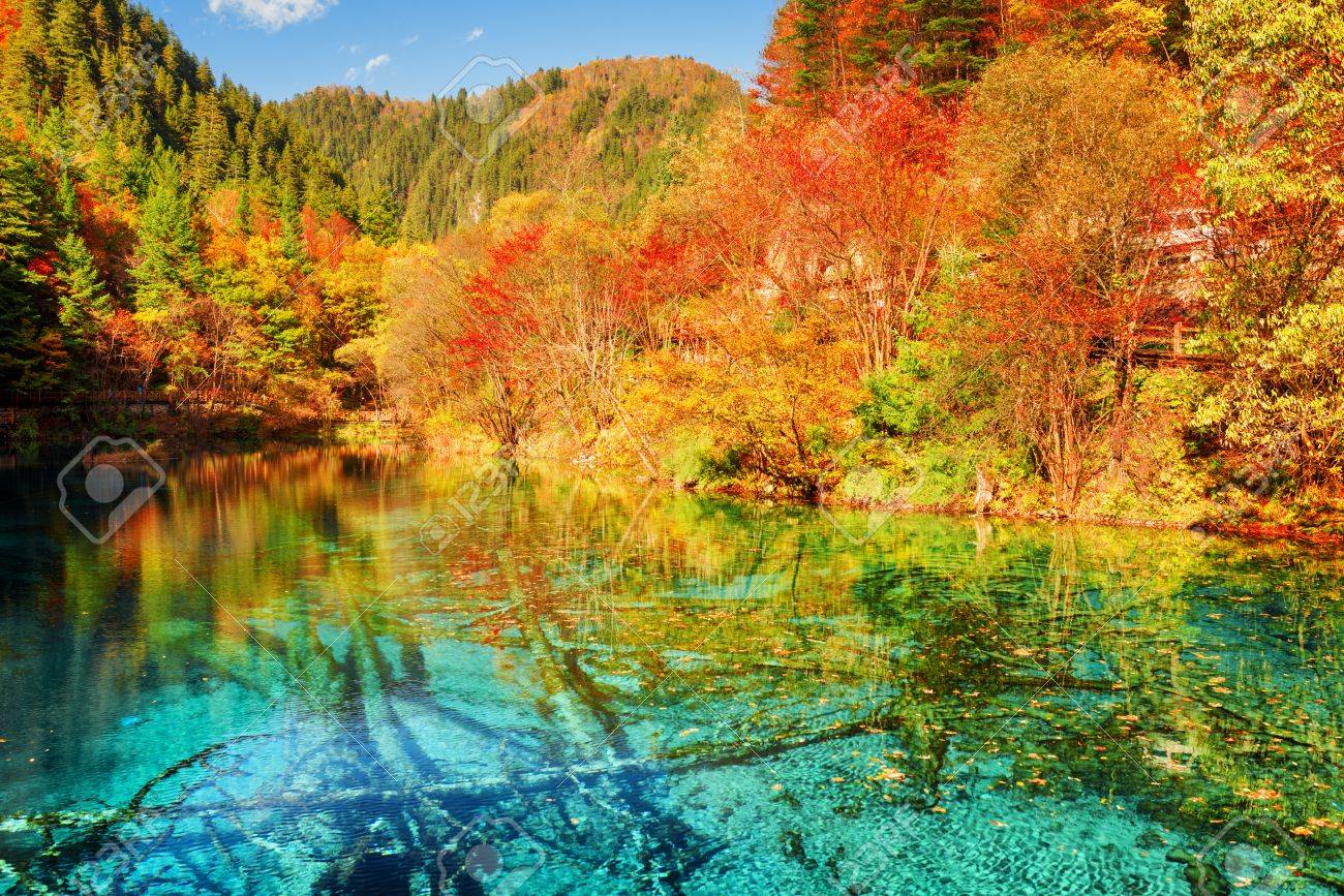 中国九寨溝自然保護区のカラフルな秋の森の中で五花池 多色湖 の美しい景色 秋の森は 紺碧の水に反映されます 下部に潜りツリー トランク の写真素材 画像素材 Image
