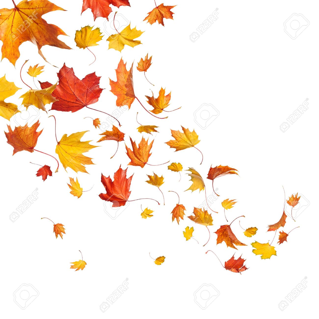 La Chute Des Feuilles D'automne Isolé Sur Fond Blanc Banque D'Images et  Photos Libres De Droits. Image 15970979