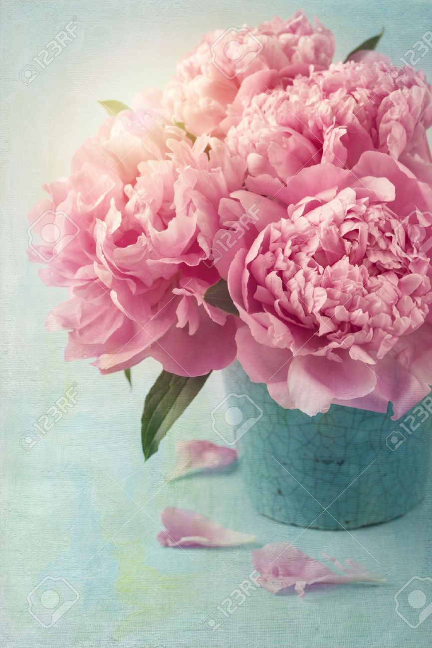 peony flowers in a vase stock photo picture and royalty free image