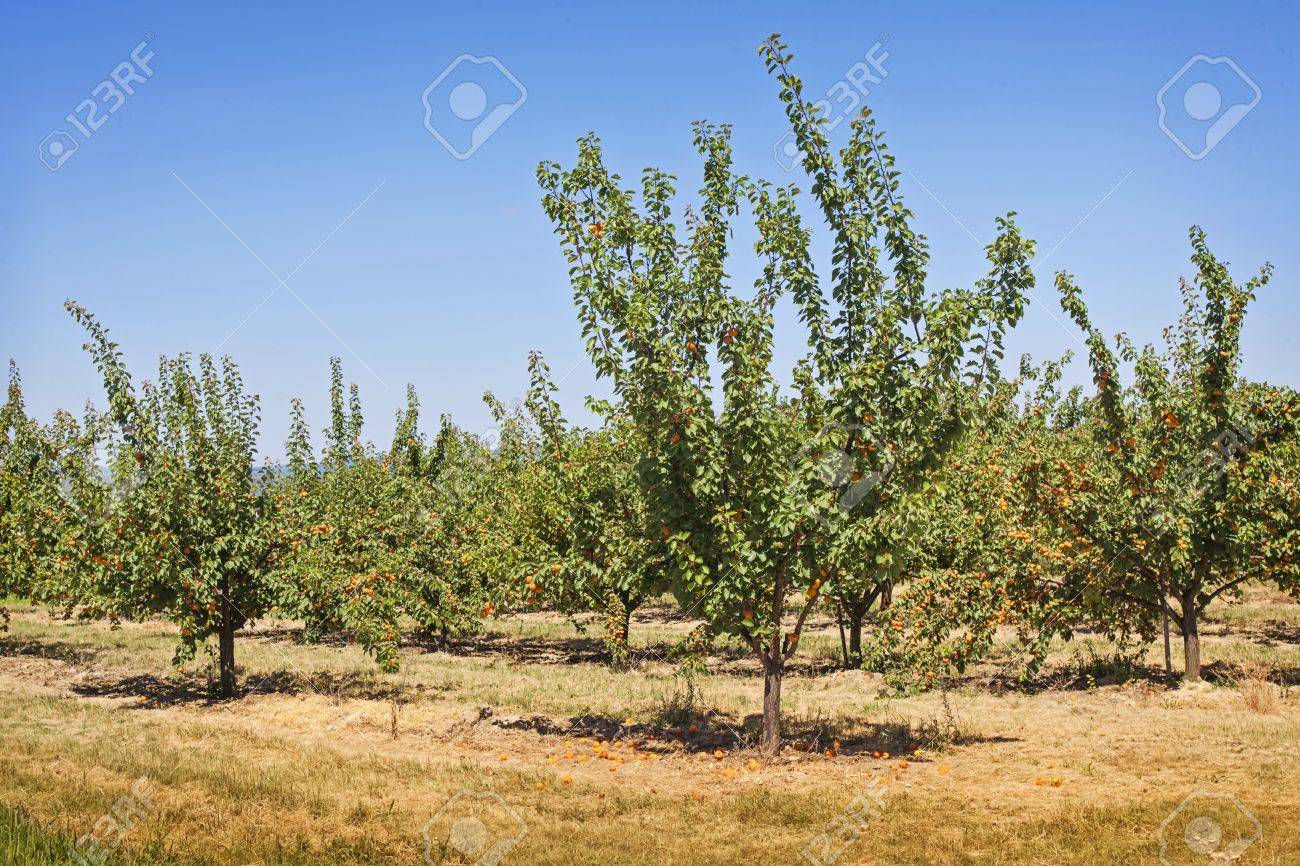 夏の果樹園の桃の木 の写真素材 画像素材 Image