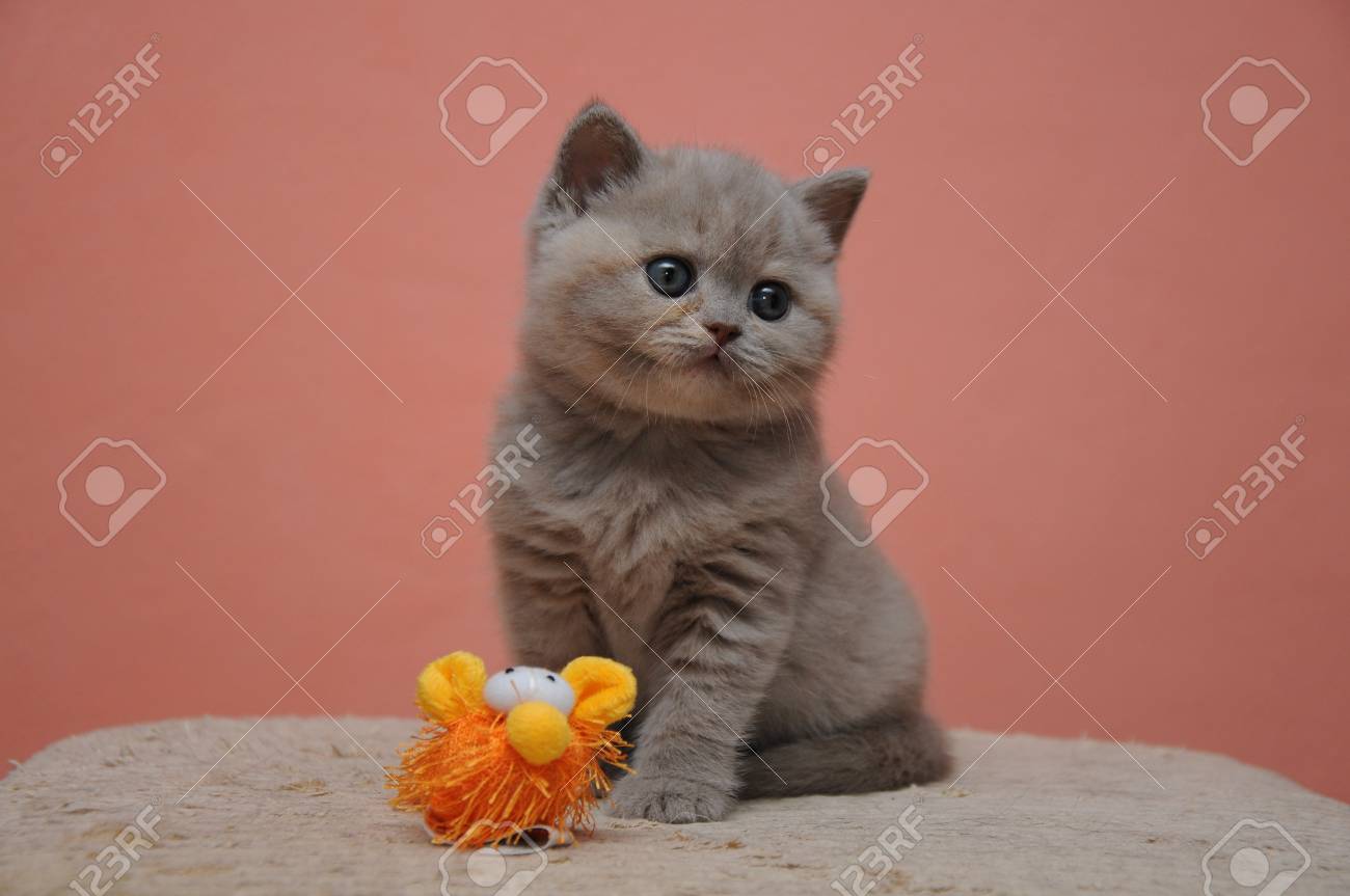 British Shorthair Kitten With Orange Background Adorable And