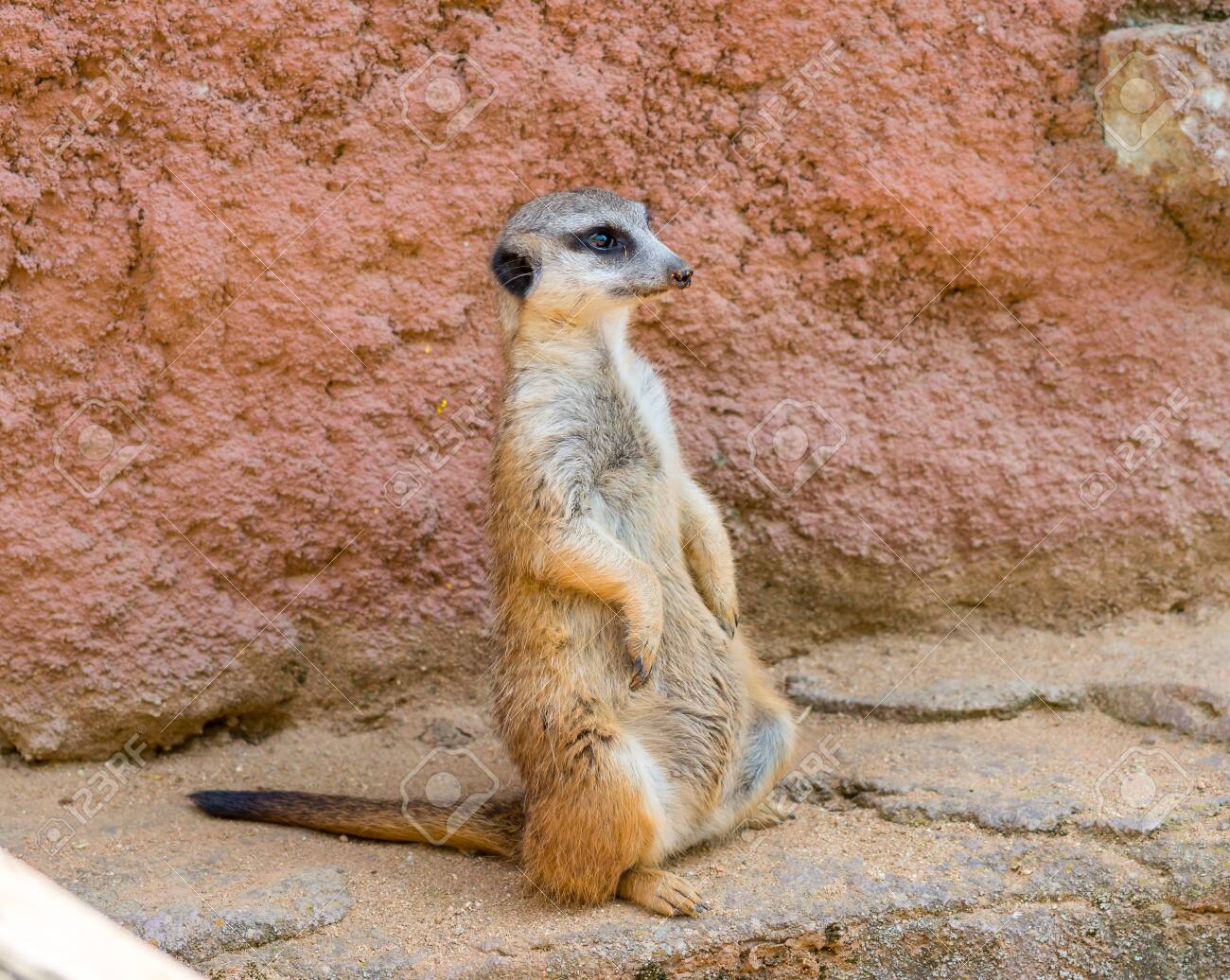 Meerkat Animal Latin Name Suricata Suricatta In The Wild Detail Stock Photo Picture And Royalty Free Image Image