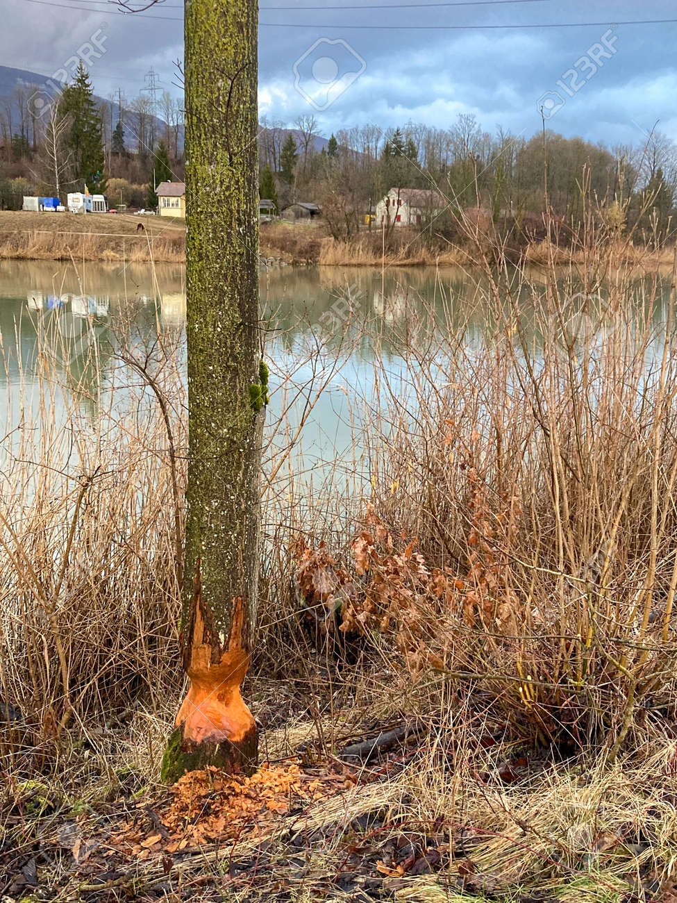 etiam-dictum-ipsum-a-felis