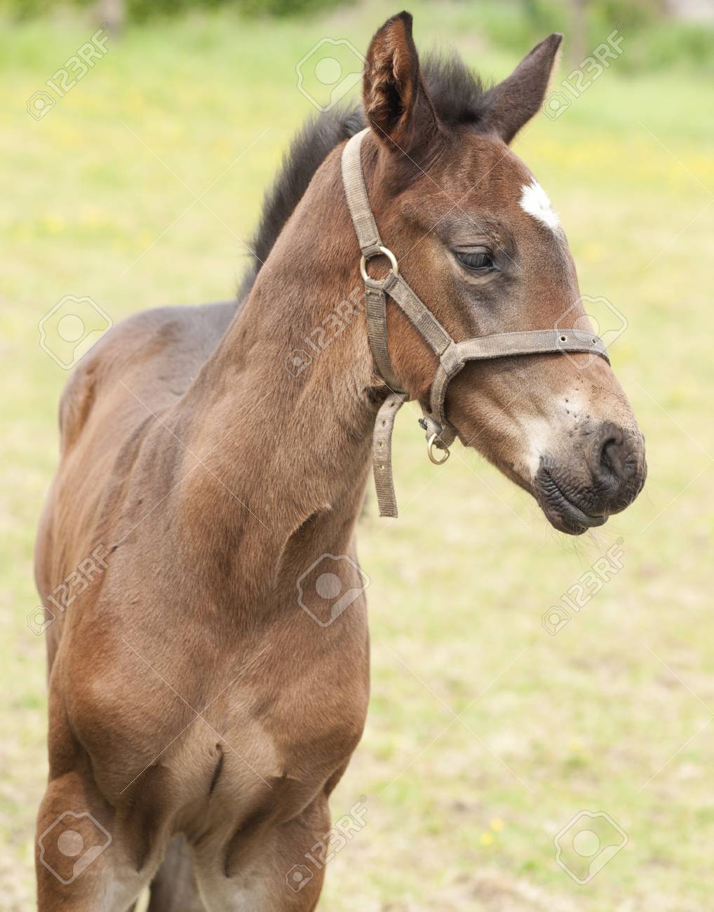 etiam-dictum-ipsum-a-felis