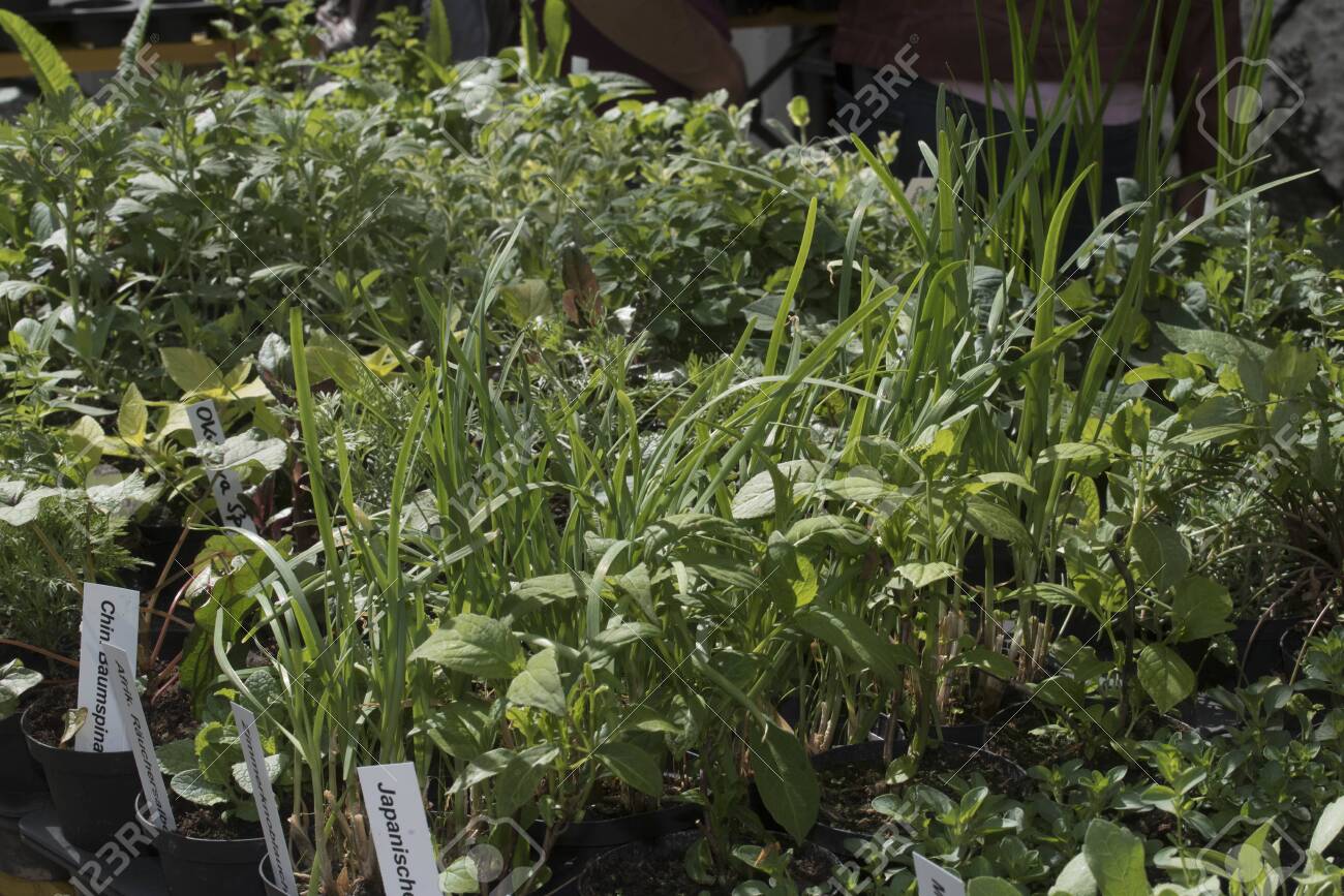 Green Plants And Herbs In A Nursery Species Diversity In Flora Stock Photo Picture And Royalty Free Image Image